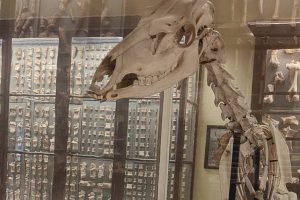 A reconstructed skeleton and a number of glass cases with animal bones inside