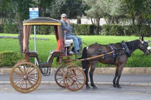 A Maltese carriage driver waiting for his next ride in Valletta