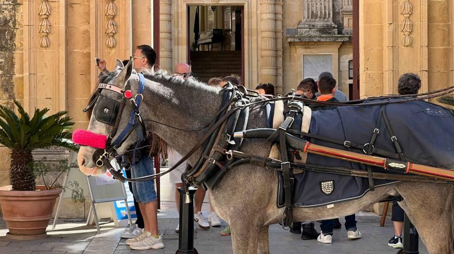 Culture in Mdina A horse in carriage gear with a background of a line of people looking at a decadent building, the fascade and doorway of which is seen in the image.