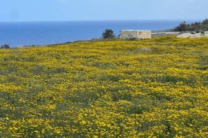 A field of yellow flowers and a horizon of the sea seen in the very background.